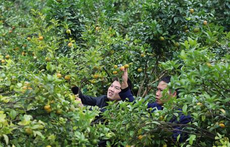 《中國建設報》、人民網(wǎng)等媒體報道公司脫貧攻堅成果